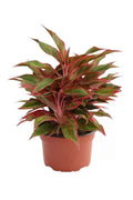 Aglaonema Pink
