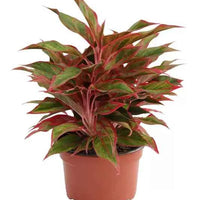 Aglaonema Red
