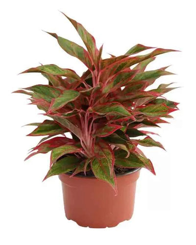 Aglaonema Pink