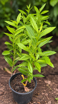 All Spice Plant – Souq Garden Dubai