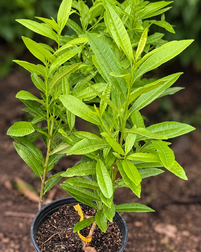 All Spice Plant – Souq Garden Dubai