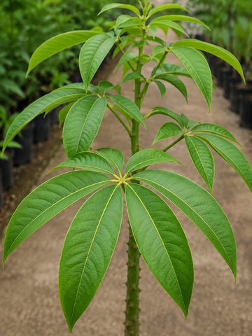 Ceiba Plant – Souq Garden Dubai