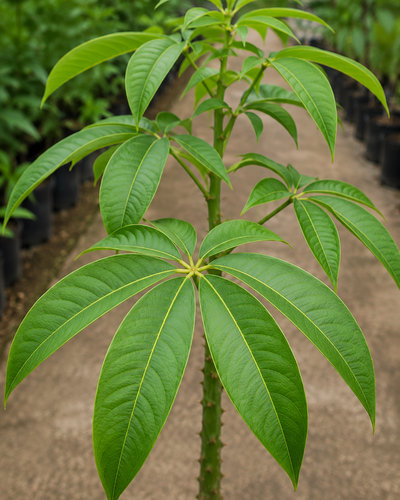 Ceiba Plant – Souq Garden Dubai