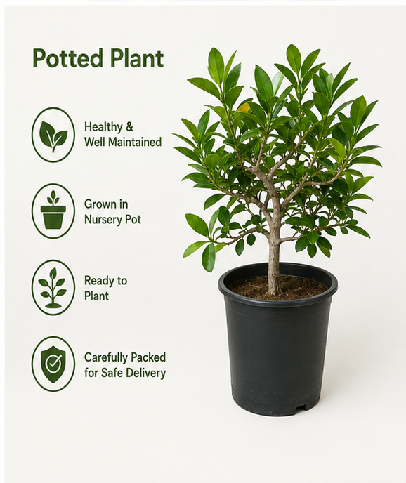 Hawaii Ficus potted plant - healthy and well maintained, grown in a nursery pot, ready to plant and carefully packed for delivery in Dubai