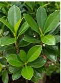 Close-up of glossy dark green Hawaii Ficus leaves with fresh light green new growth