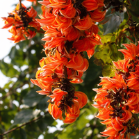 Palash Tree