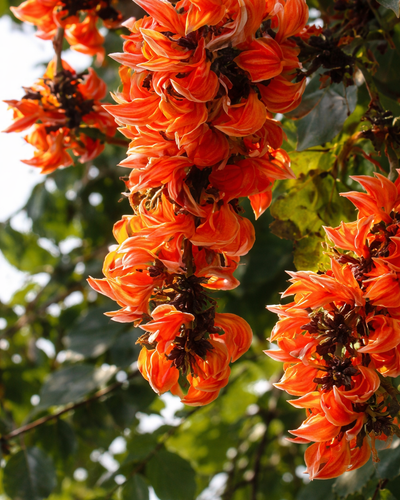 Palash Flame of the Forest tree with bright orange red flowers blooming in UAE garden