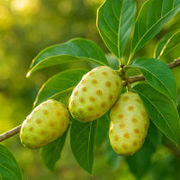 Noni Plant