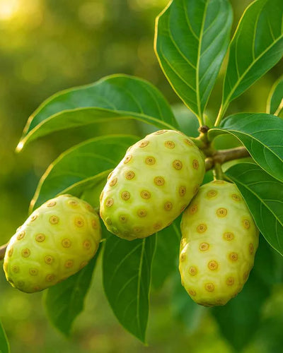 Noni