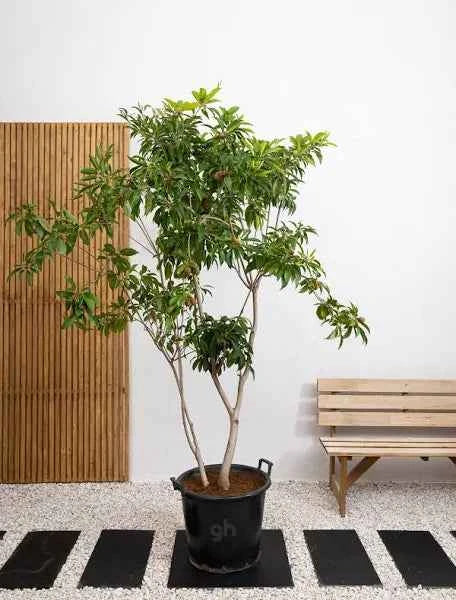 Chikoo – Sapodilla