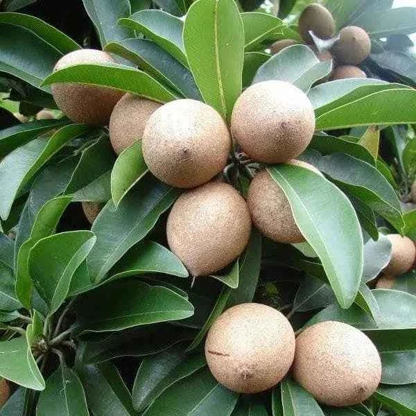 Chikoo – Sapodilla