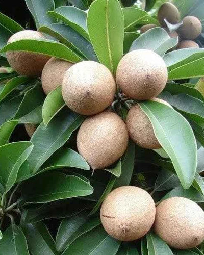 Chikoo – Sapodilla