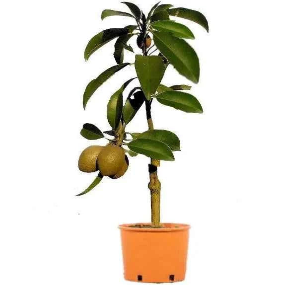 Chikoo – Sapodilla