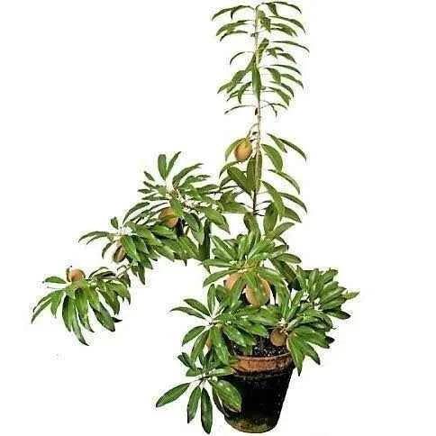 Chikoo – Sapodilla