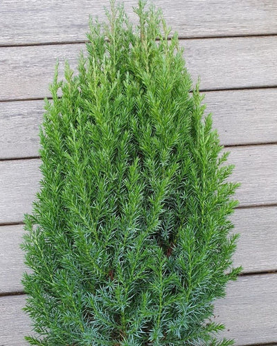 Juniperus Chinensis Stricta