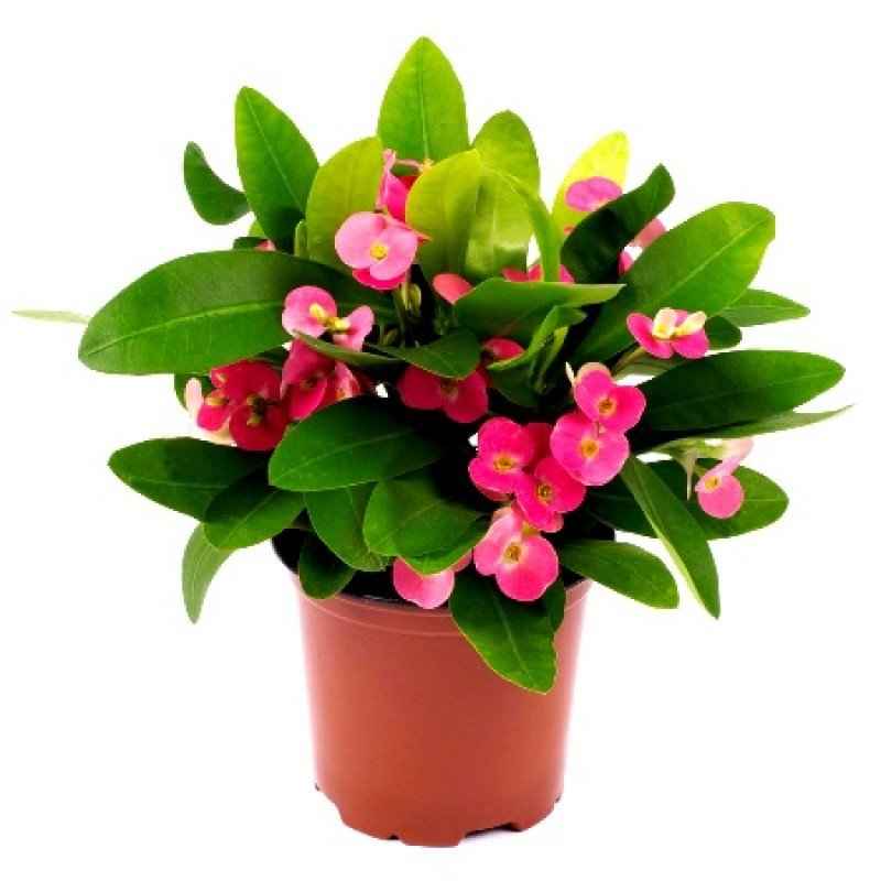 Christ Plant – Euphorbia Milii