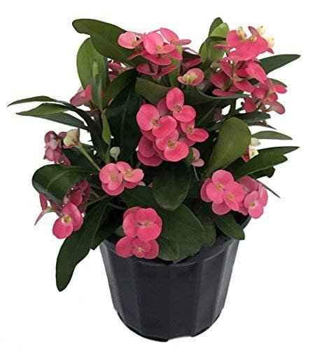 Christ Plant – Euphorbia Milii