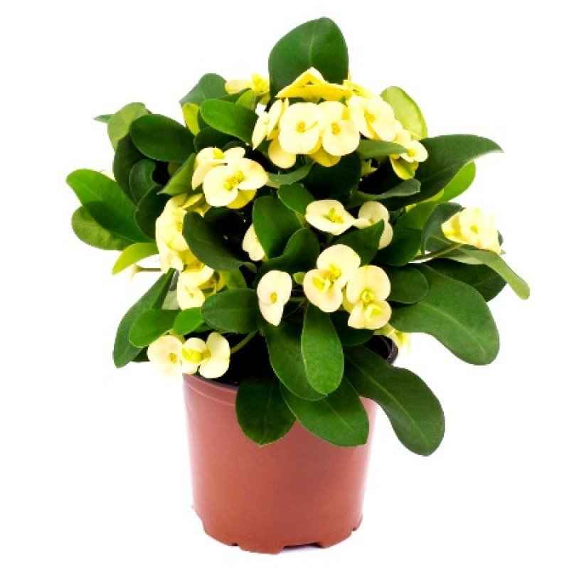 Christ Plant – Euphorbia Milii