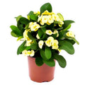 Christ Plant – Euphorbia Milii