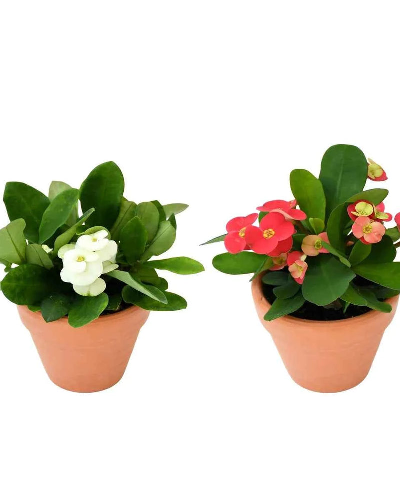 Christ Plant – Euphorbia Milii