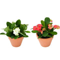 Christ Plant – Euphorbia Milii