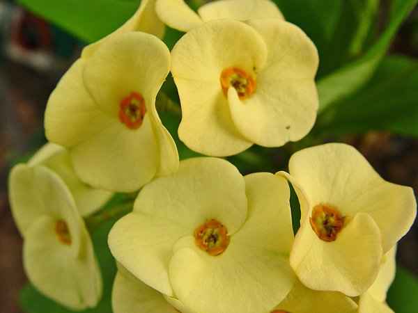 Christ Plant – Euphorbia Milii