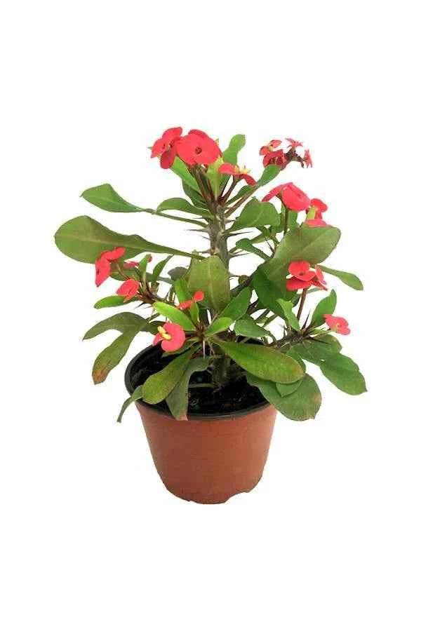 Christ Plant – Euphorbia Milii