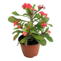 Christ Plant Euphorbia Milii