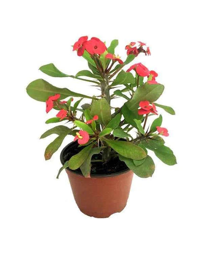 Christ Plant – Euphorbia Milii