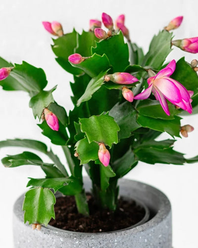 Christmas Cactus Schlumbergera pink blooms flowering plant Dubai UAE Souq Garden
