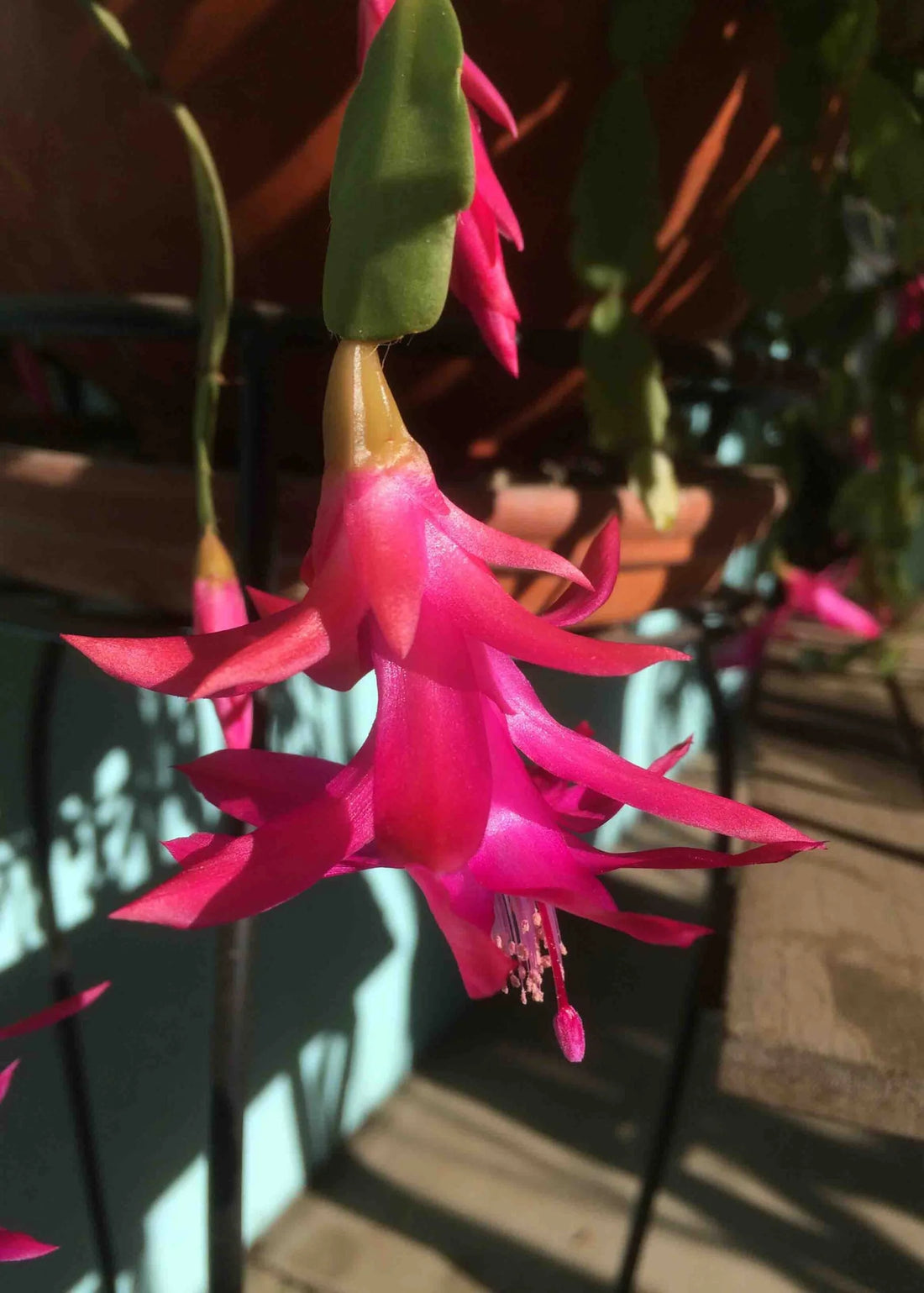 Christmas Cactus