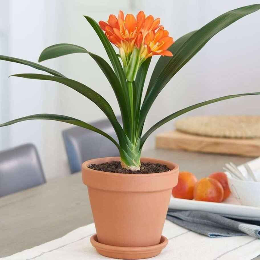 Clivia Miniata – 40 to 50cm