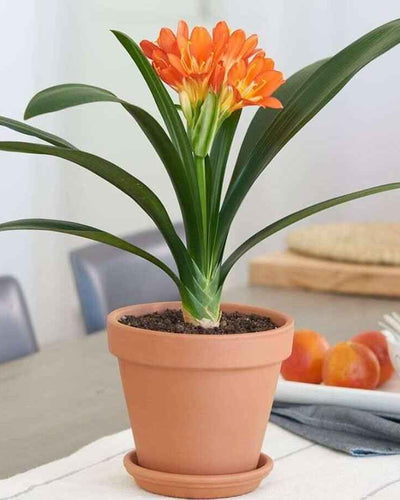 Clivia Miniata – 40 to 50cm