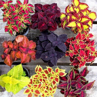 Coleus