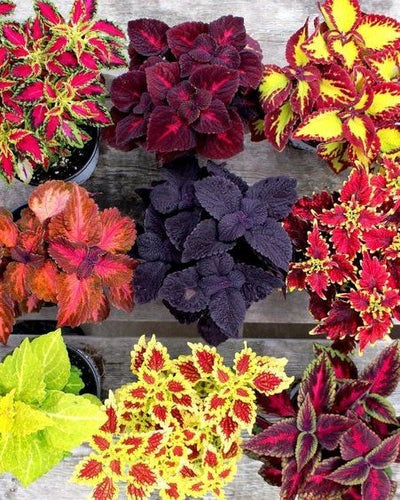 Coleus