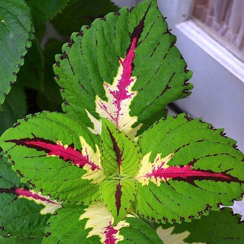 Coleus