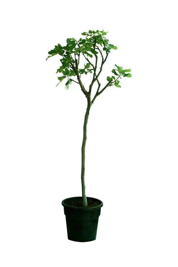 Fig Tree – Ficus Carica