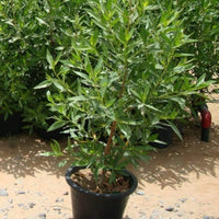 Damas Tree