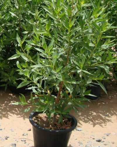 Damas Tree