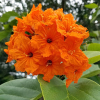 Cordia Sebestena