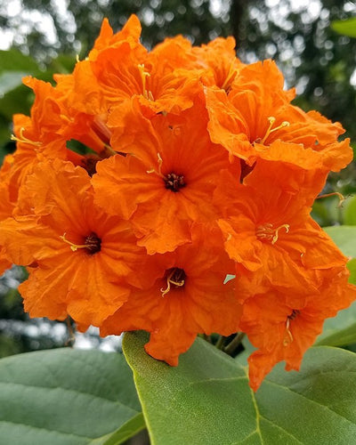 Cordia Sebestena