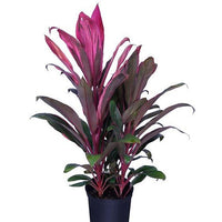 Cordyline (Outdoor)