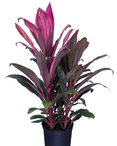 Cordyline (Outdoor)