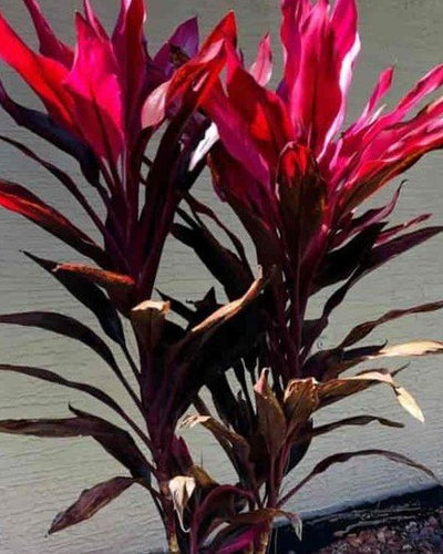 Cordyline (Outdoor)
