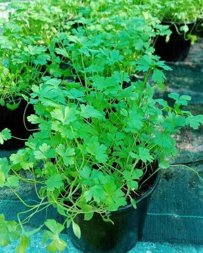 Coriander
