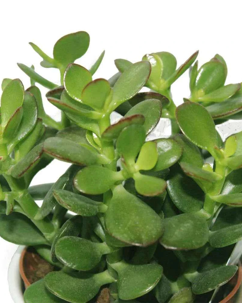 Jade Plant