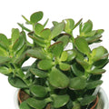 Jade Plant