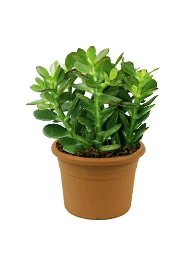 Jade Plant