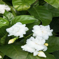 Tabernaemontana divaricata