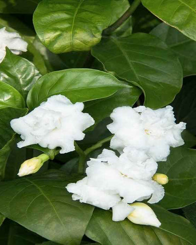 Crepe Jasmine Double Head